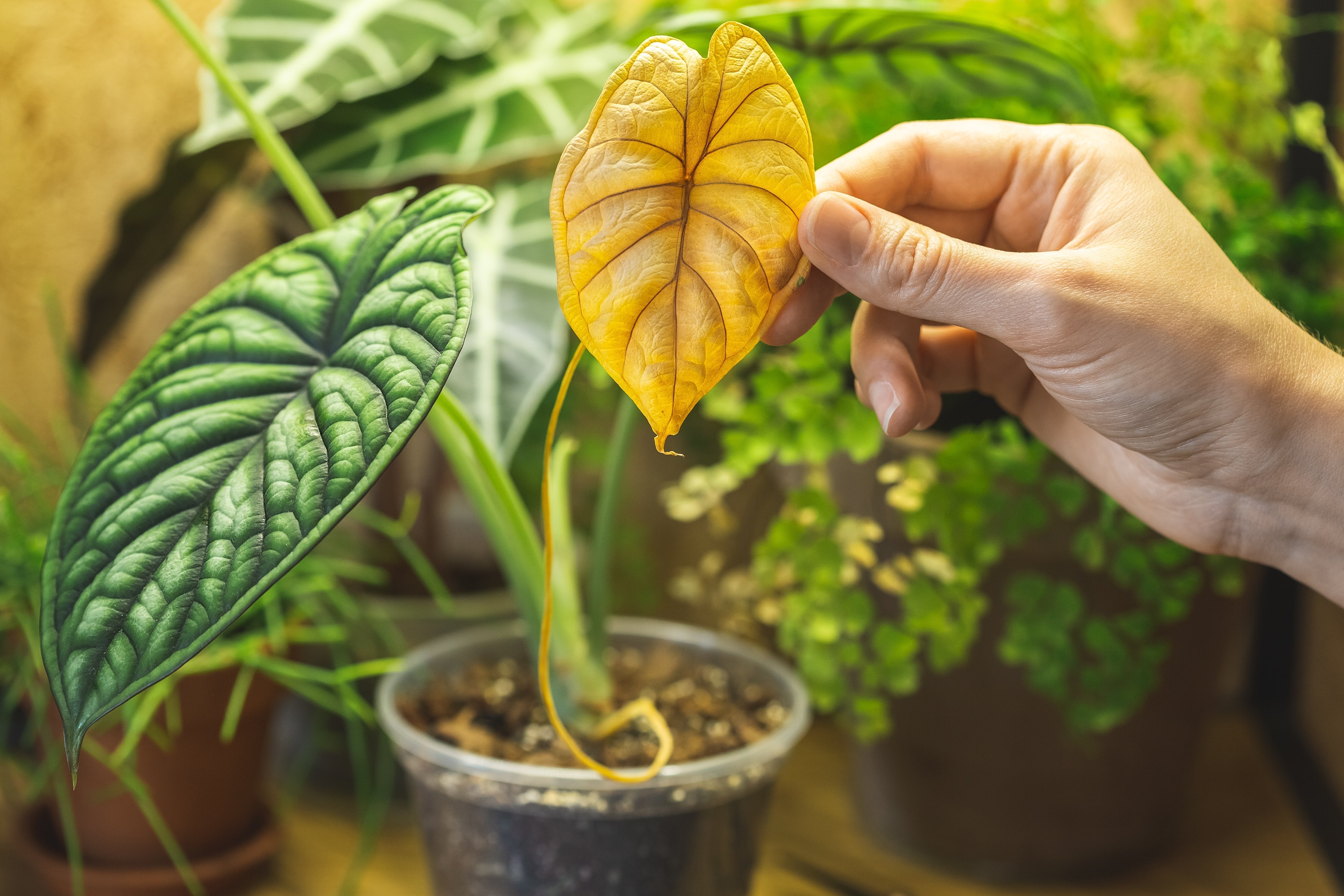How Do I Know If My Alocasia Is Happy?  The Alocasia Company