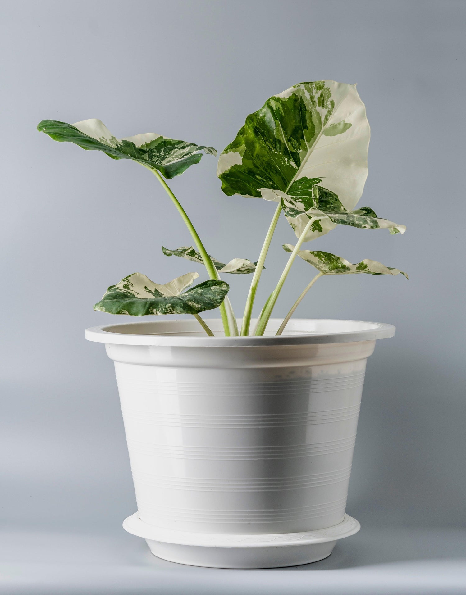 Albo Variegated Alocasia