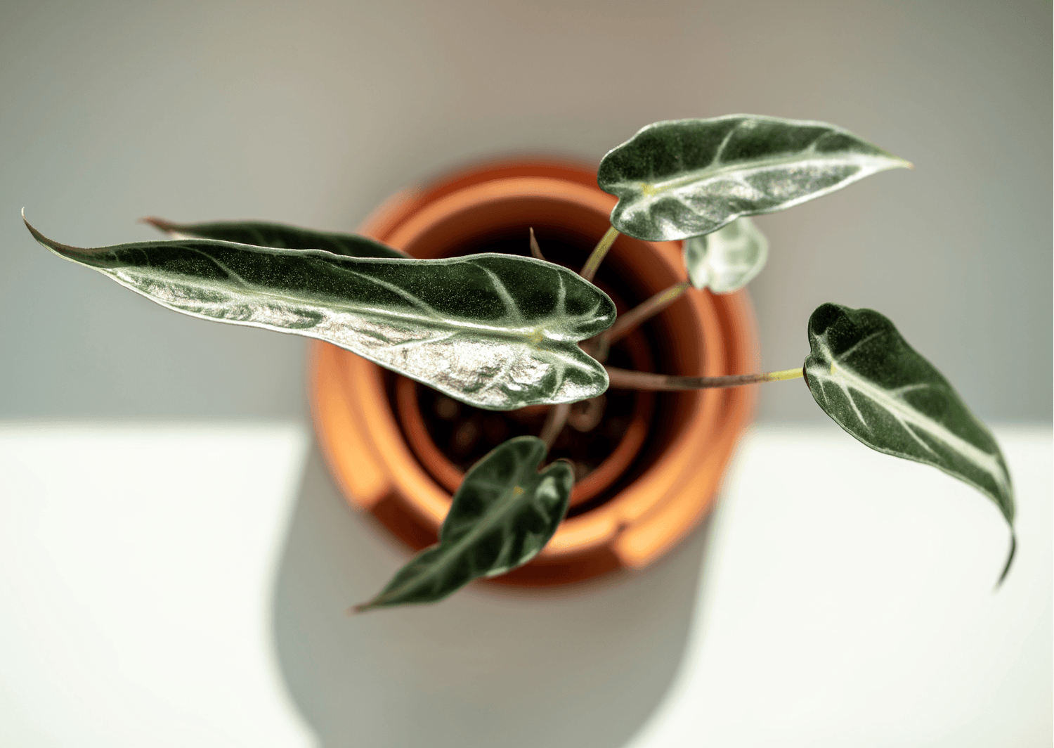 Green Variegated Alocasia
