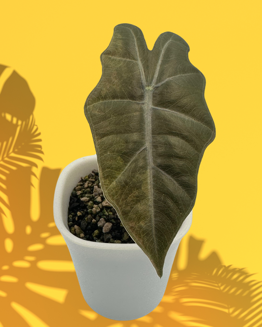 Pseudo Sanderiana – Albo-Pink Variegated - The Alocasia Company