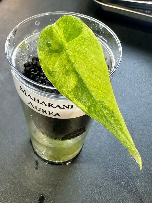 Alocasia Maharani Aurea