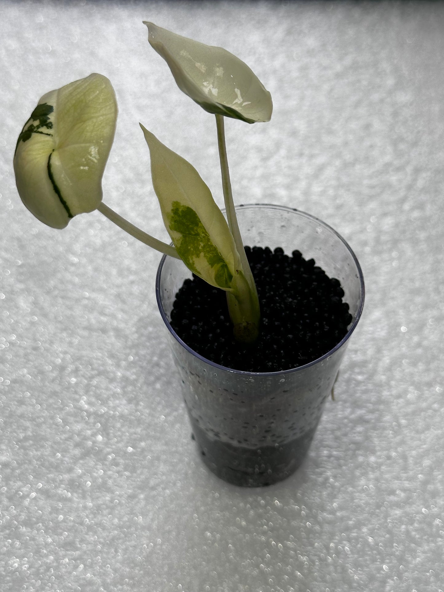 Alocasia Bisma Platinum Albo Variegated