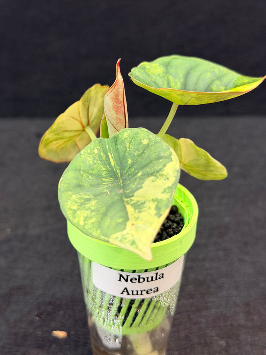 ALOCASIA NEBULA AUREA VARIEGATED
