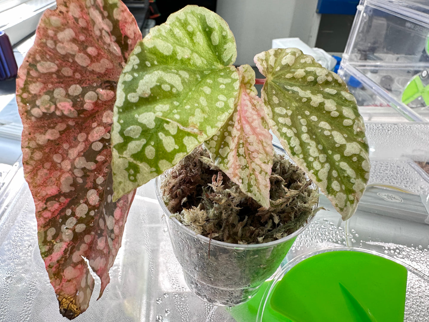 Begonia Snowcap Variegated Pink