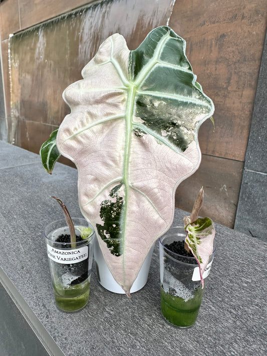 Alocasia Amazonica Pink Variegated