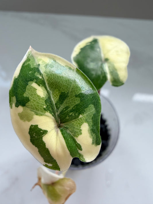 Alocasia Yucatan Princess Pink Variegated