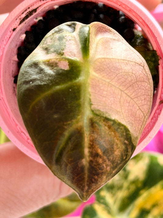 ALOCASIA BALLOON HEART PINK
