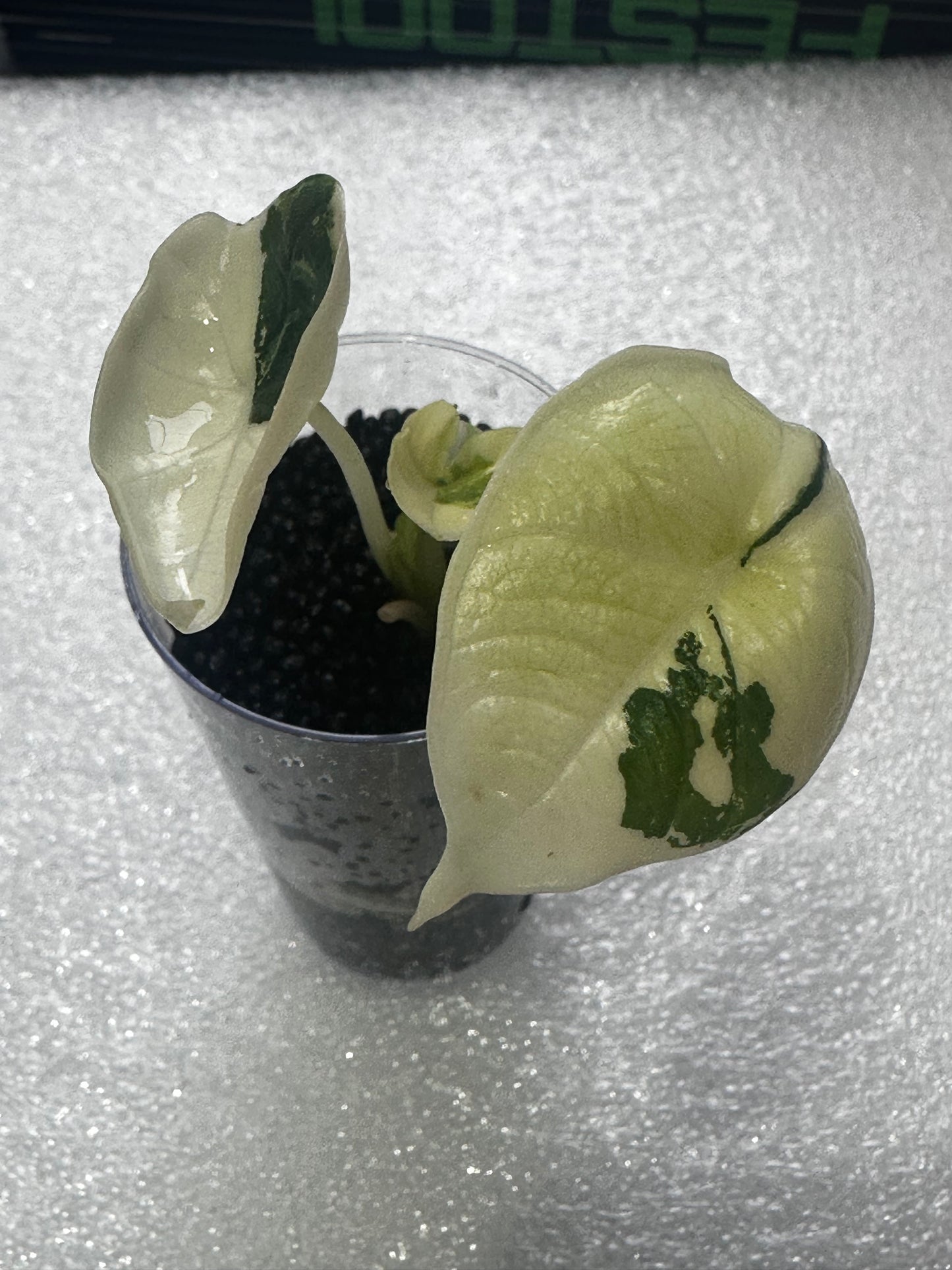 Alocasia Bisma Platinum Albo Variegated