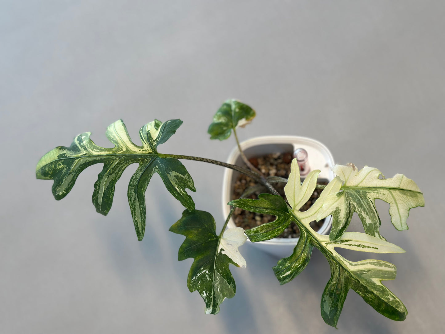 Alocasia Brancifolia Pink Passion Albo