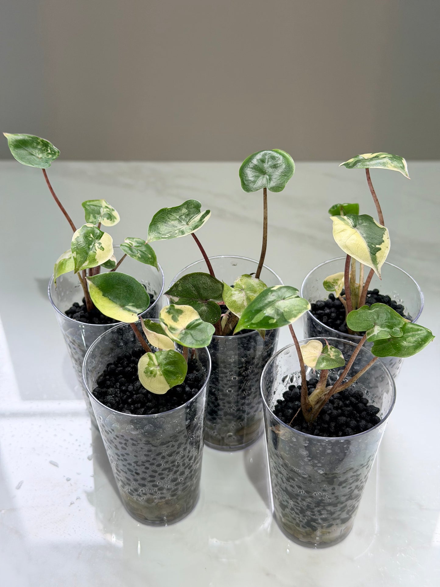 Alocasia Yucatan Princess Pink Variegated