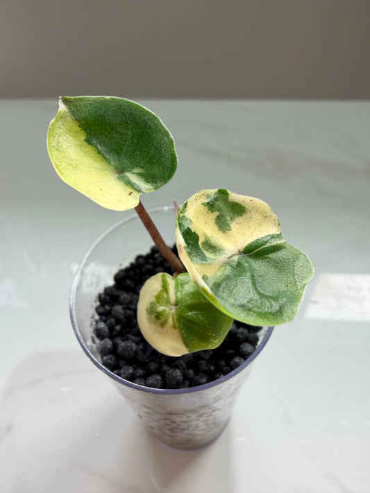 Alocasia Yucatan Princess Pink Variegated