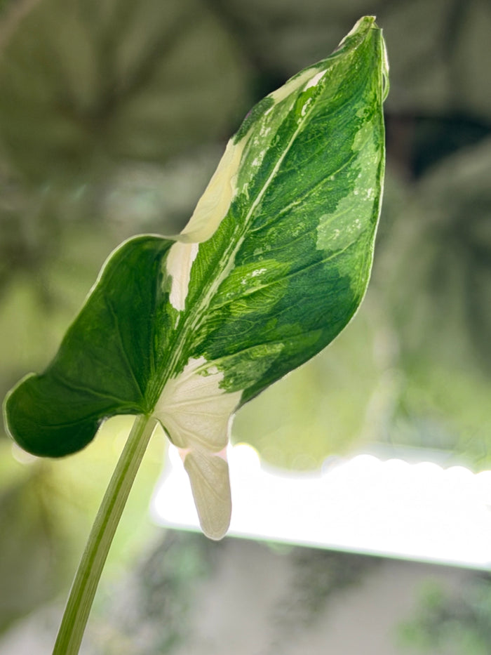 ALOCASIA CUCULLATA 'CRINKLES' ALBO VARIEGATED