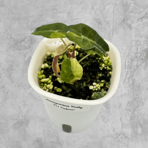 Amazonica Polly Tri Colour - The Alocasia Company