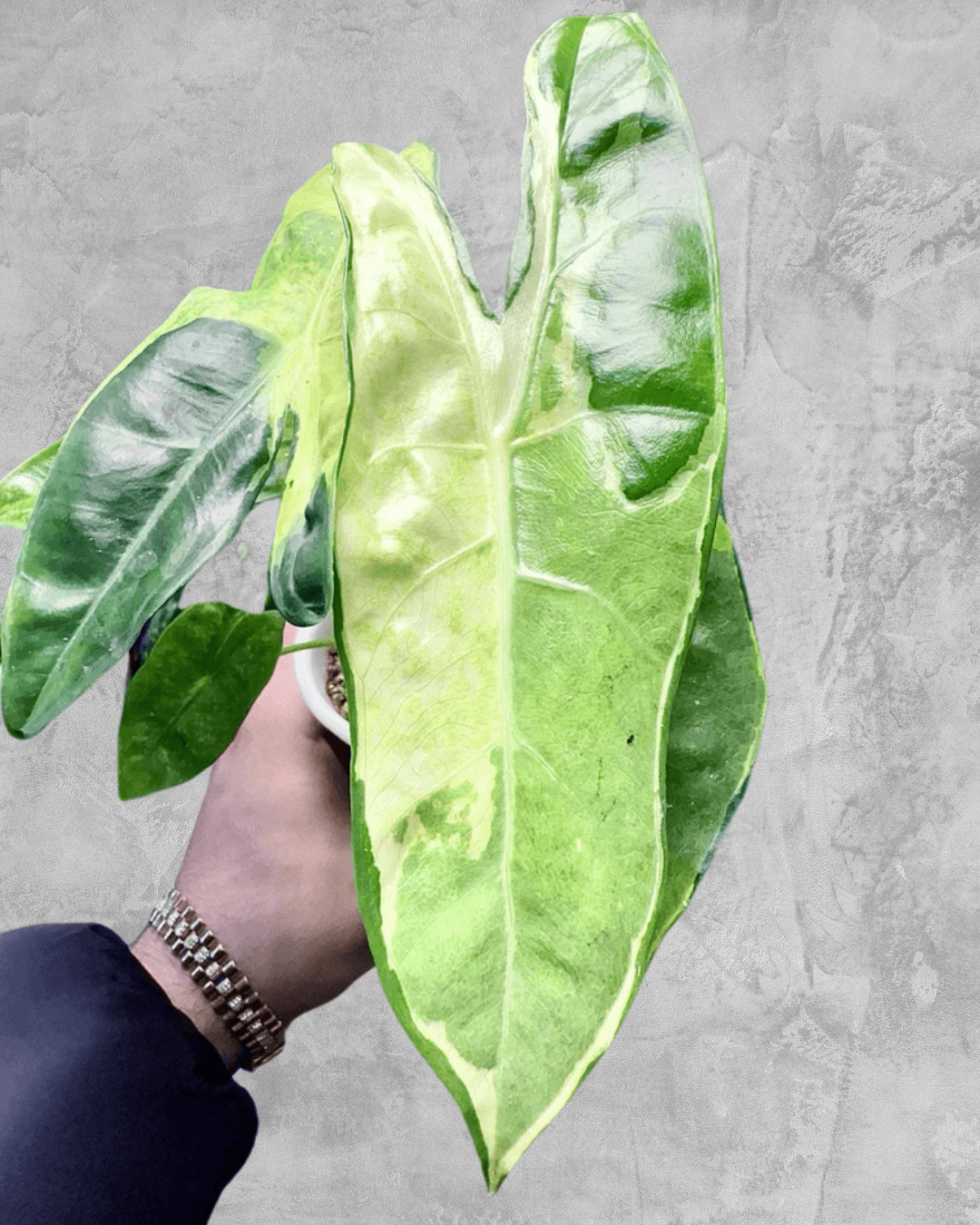 Rare Alocasia Longiloba Lava – King Cobra Variegation – The