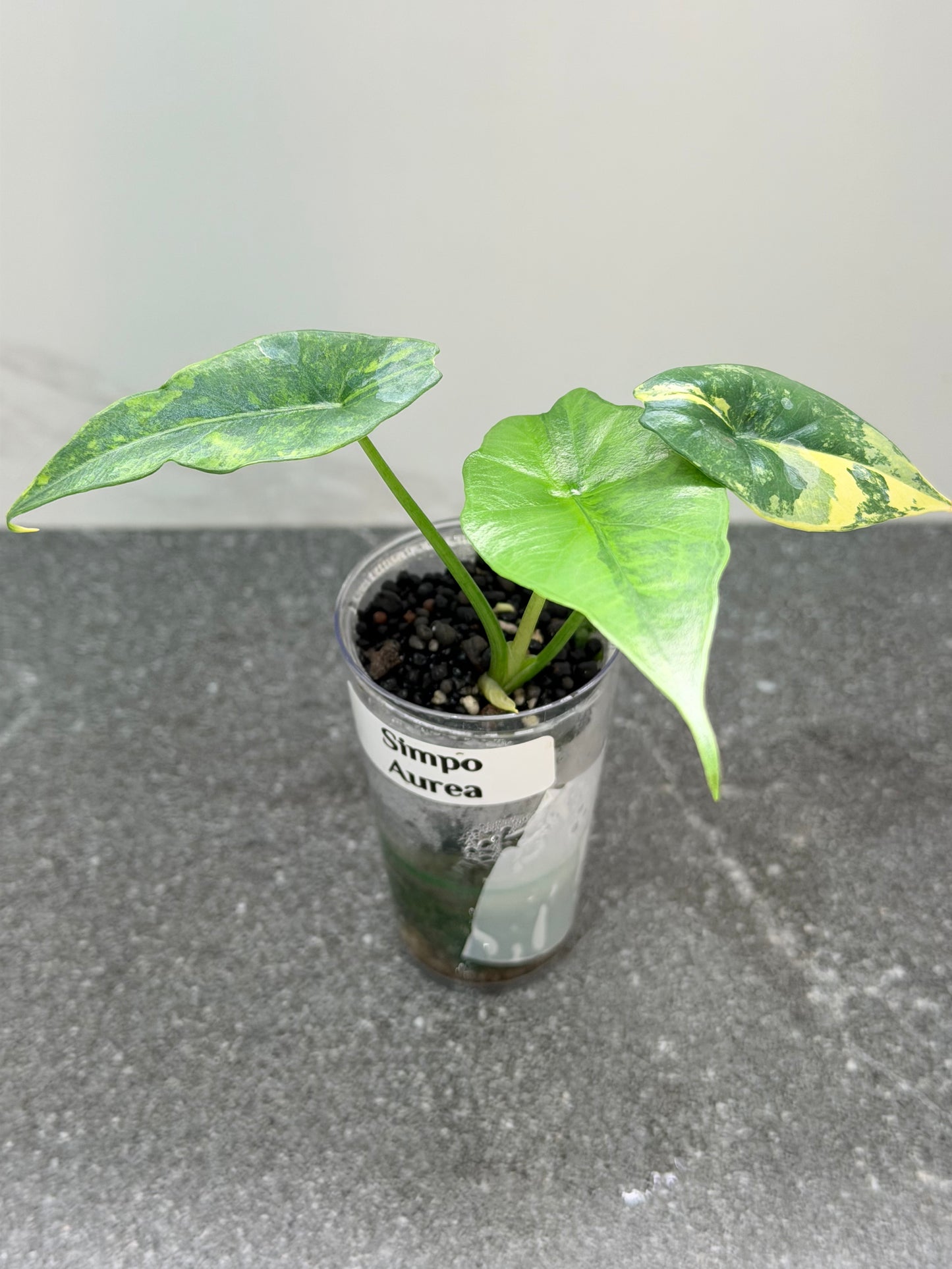 Alocasia Simpo Aurea