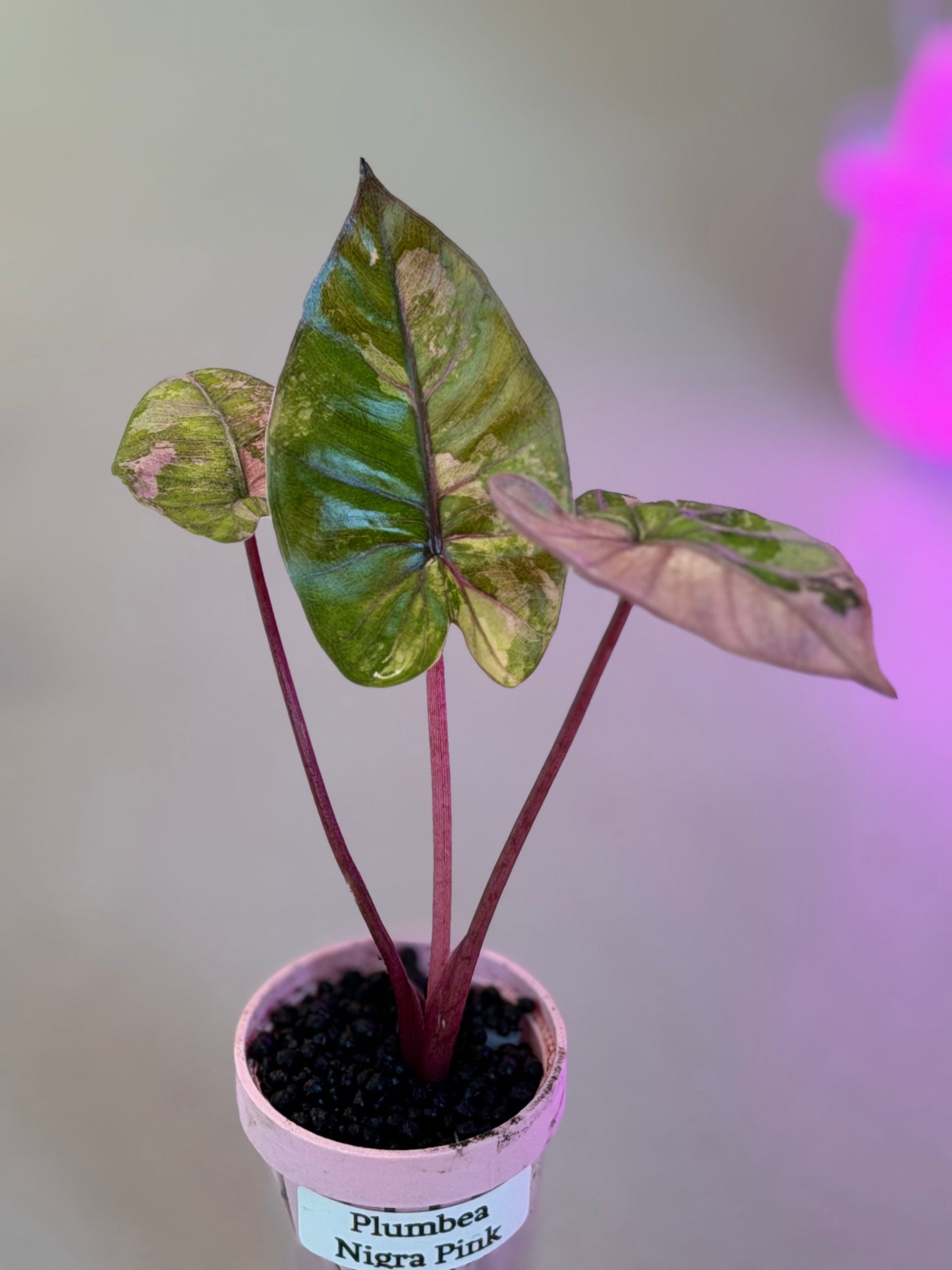 ALOCASIA MACRORRHIZOS 'PLUMBEA' NIGRA PINK VARIEGATED
