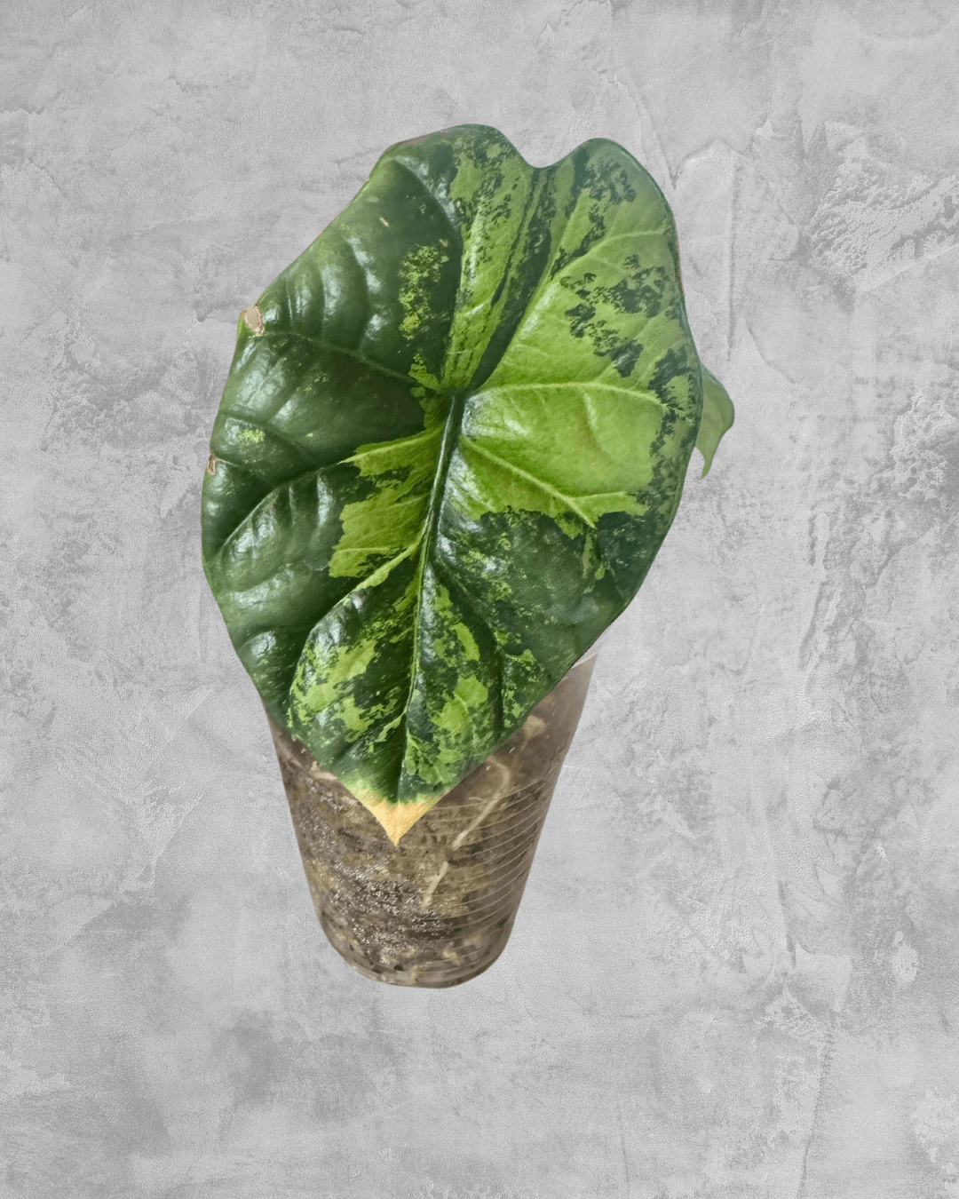 Sinuata Variegated - The Alocasia Company