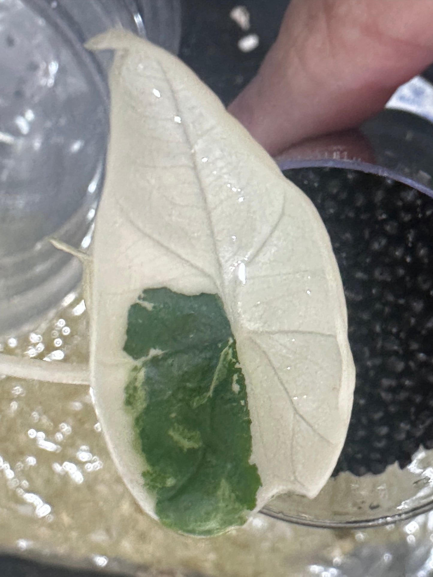 Alocasia Bisma Platinum Albo Variegated