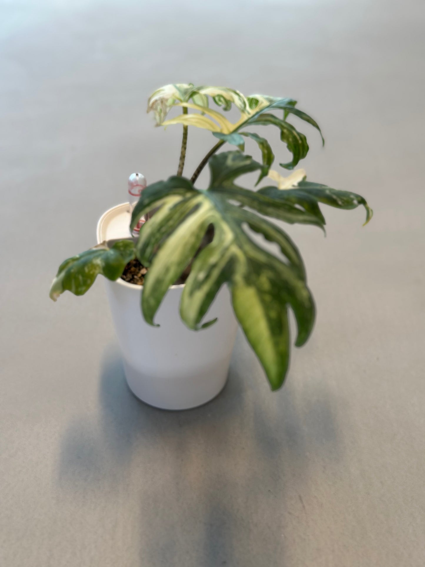 Alocasia Brancifolia Pink Passion Albo