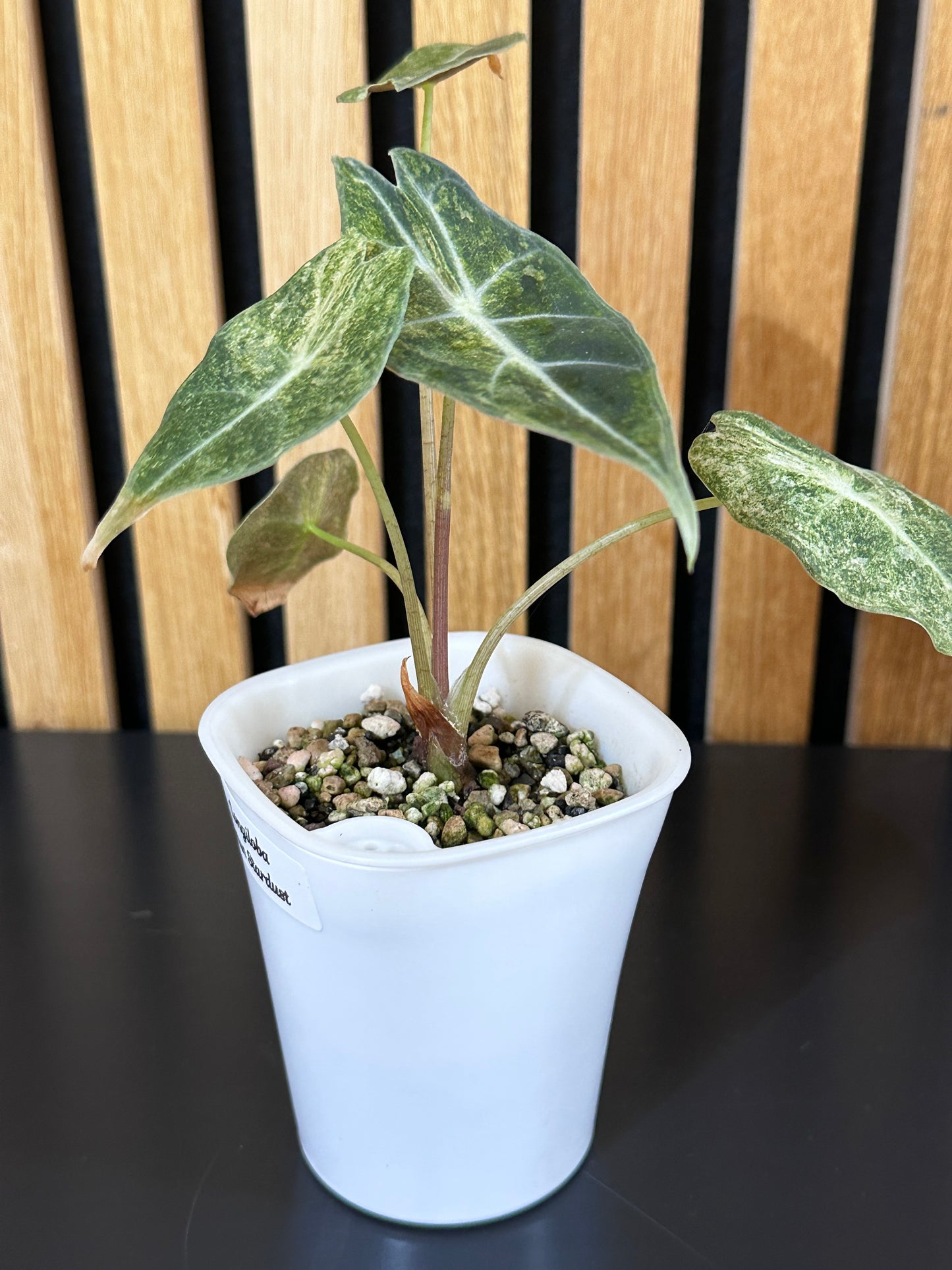 Alocasia Longiloba Satun Stardust