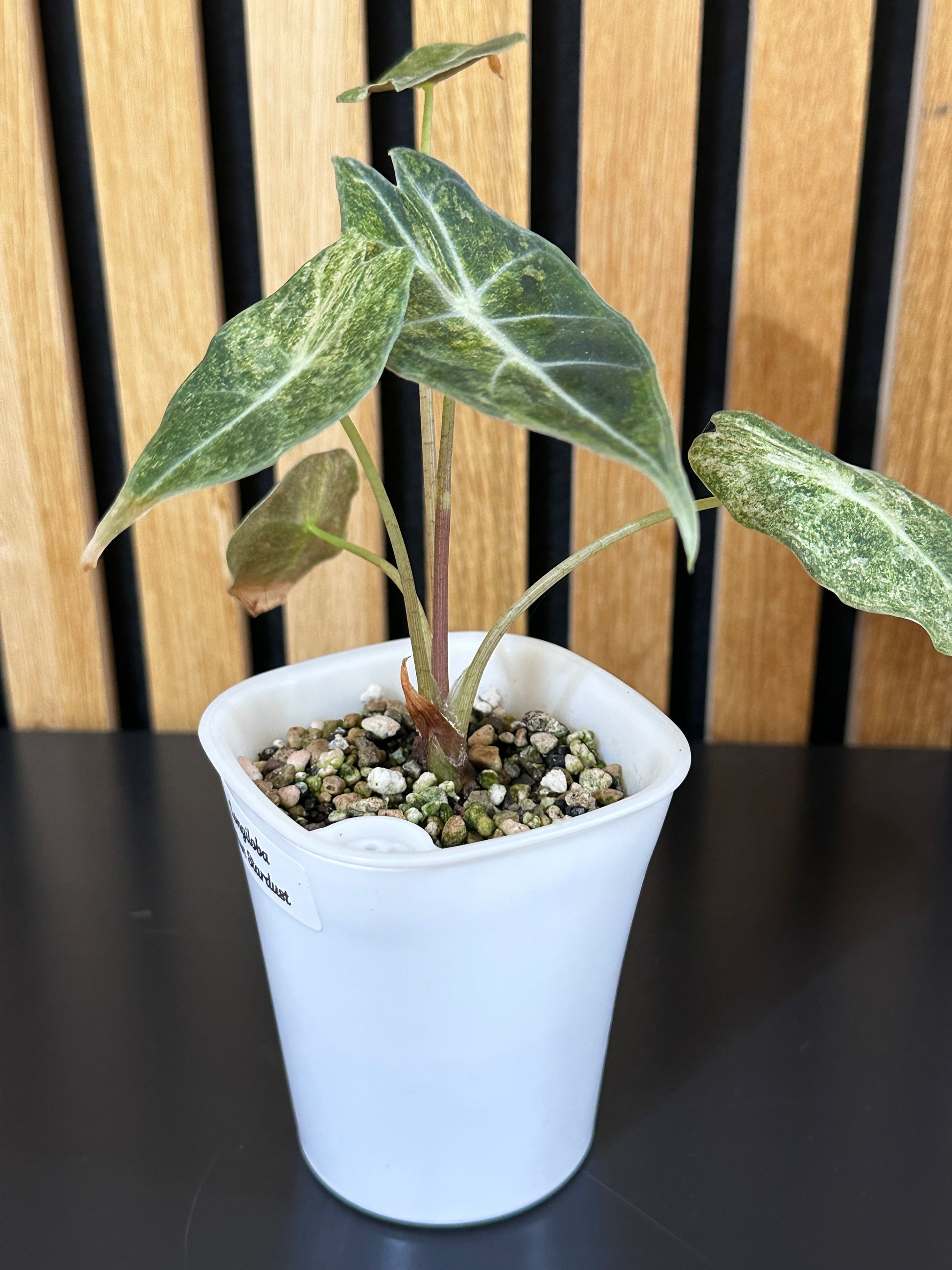 Alocasia Longiloba Satun Stardust