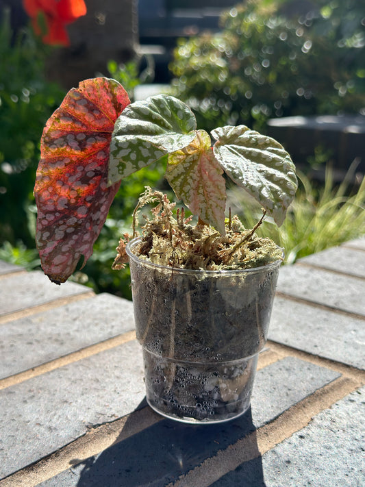 Begonia Snowcap Variegated Pink