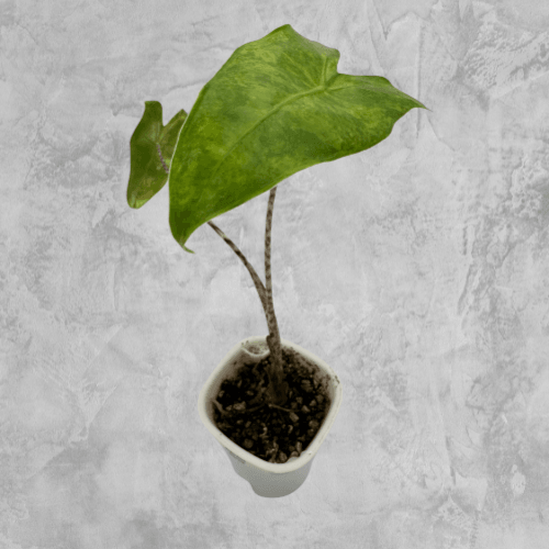 Zebrina Aurea - The Alocasia Company