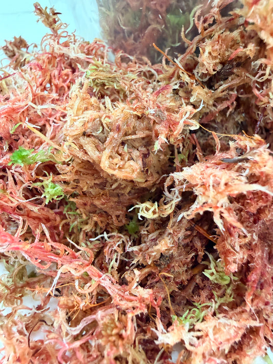 Sphagnum Moss Pink