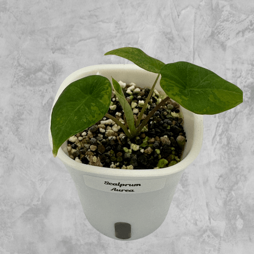 Scalprum Aurea - The Alocasia Company