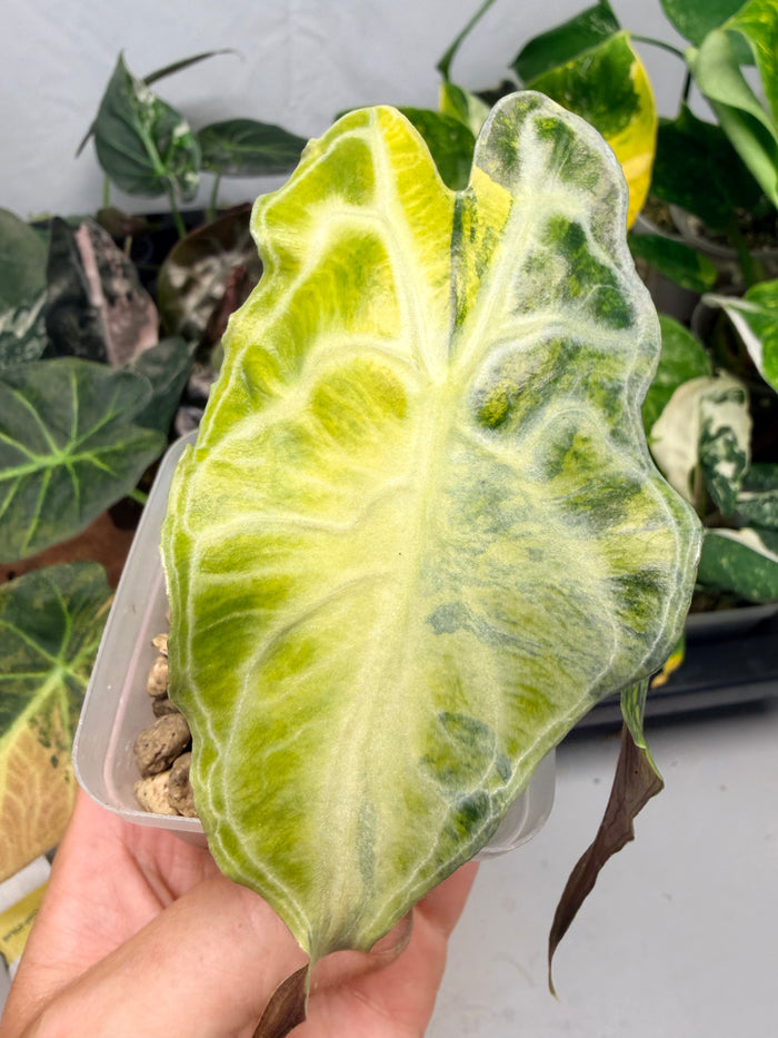 ALOCASIA VENOM AUREA VARIEGATED