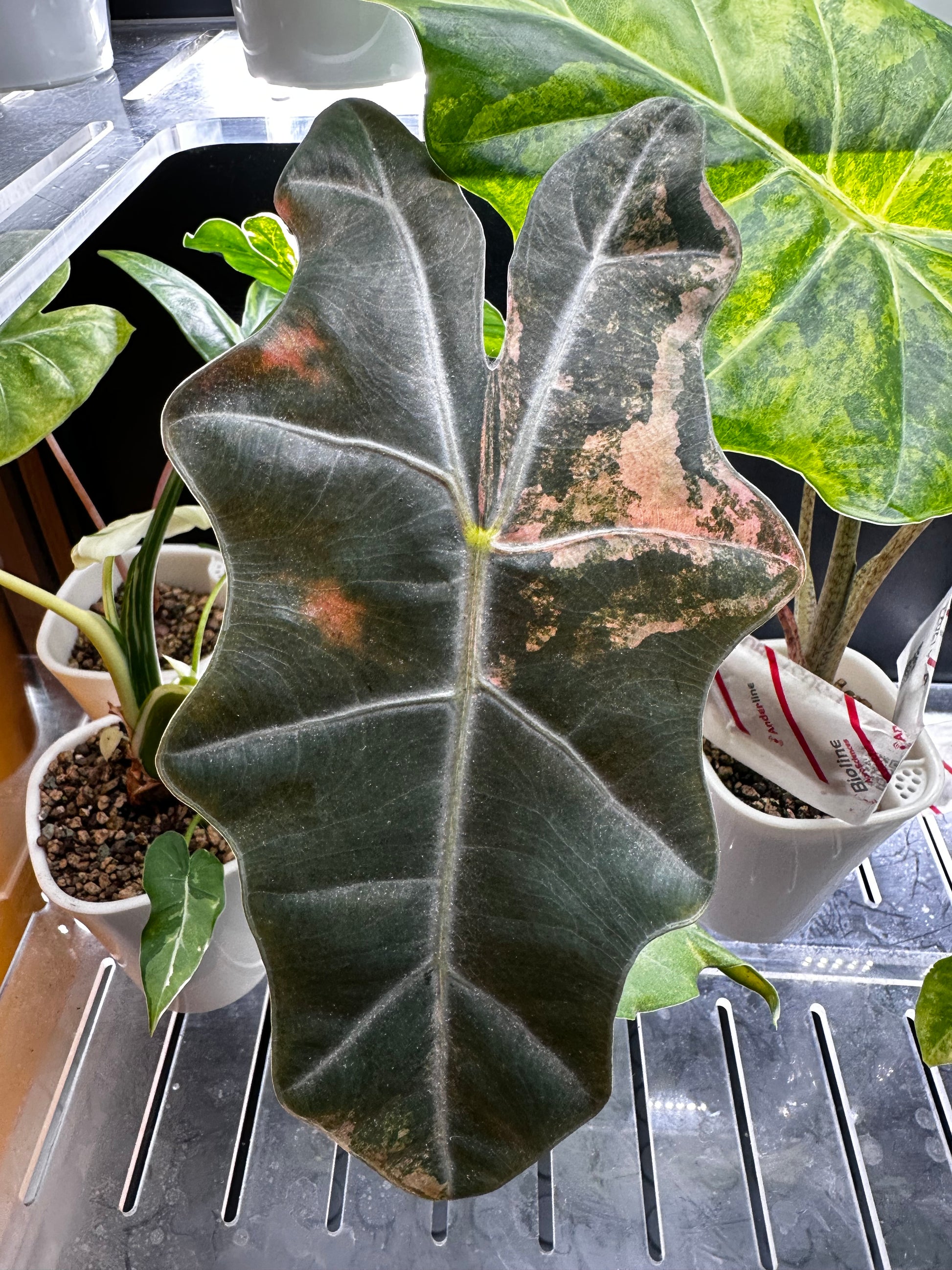 Alocasia Pseudosanderiana Pink