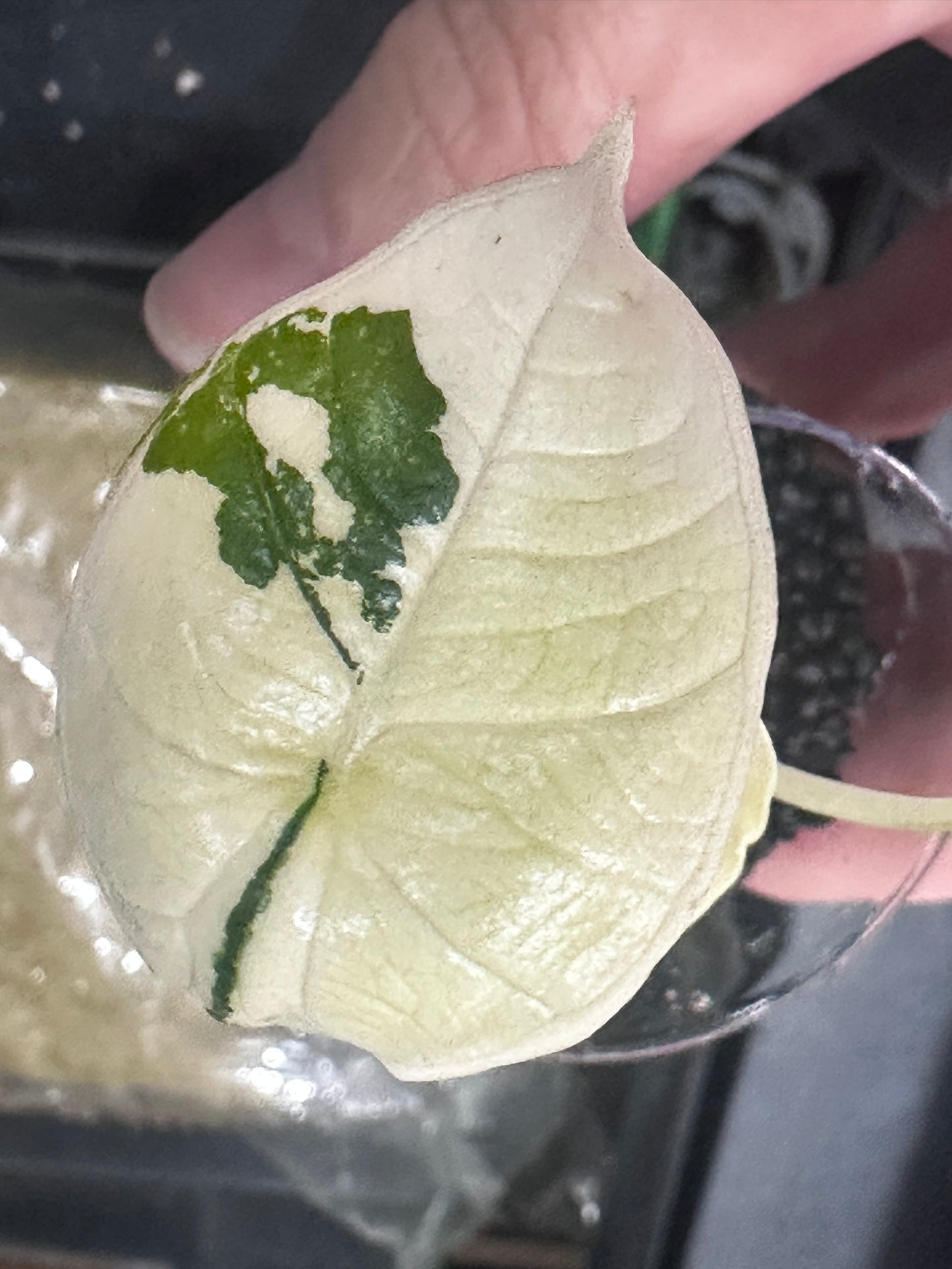 Alocasia Bisma Platinum Albo Variegated