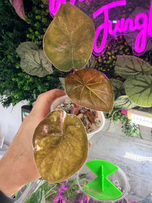 Alocasia wentii Pink Splash, deep reddish-green leaves with bronzed pink undersides