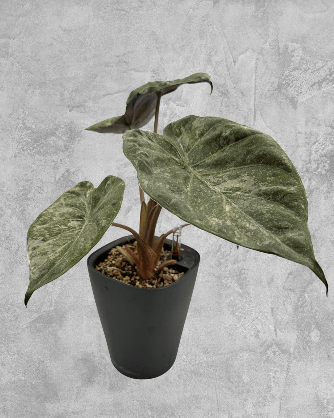 Wentii Pink Albo Splash - The Alocasia Company