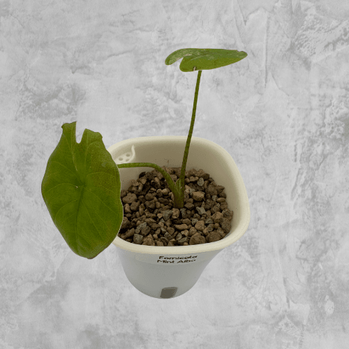 Fornicata Mint Albo - The Alocasia Company