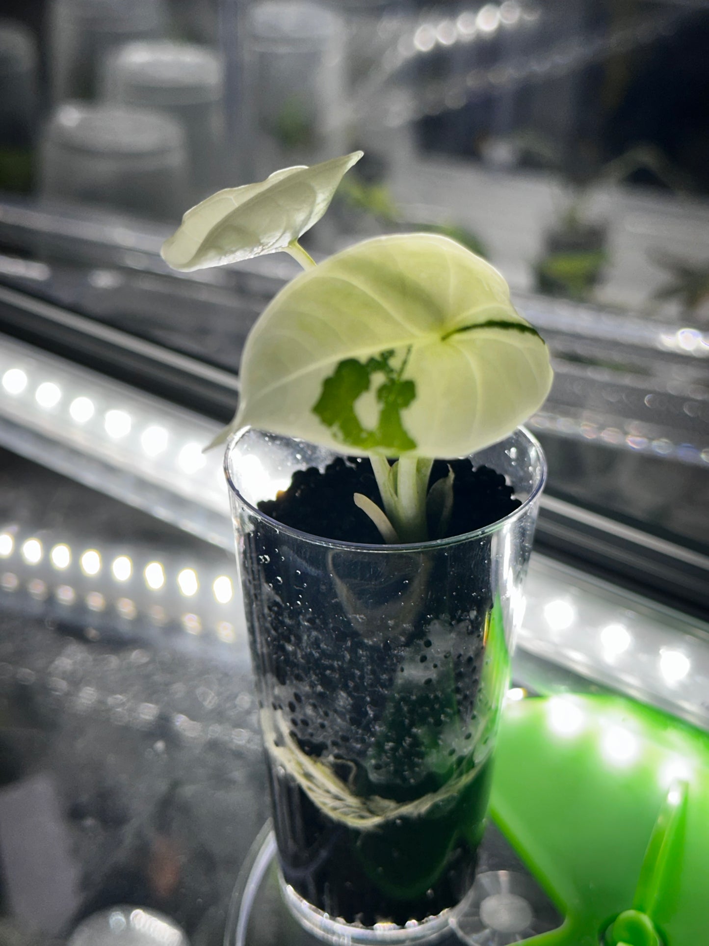 Alocasia Bisma Platinum Albo Variegated