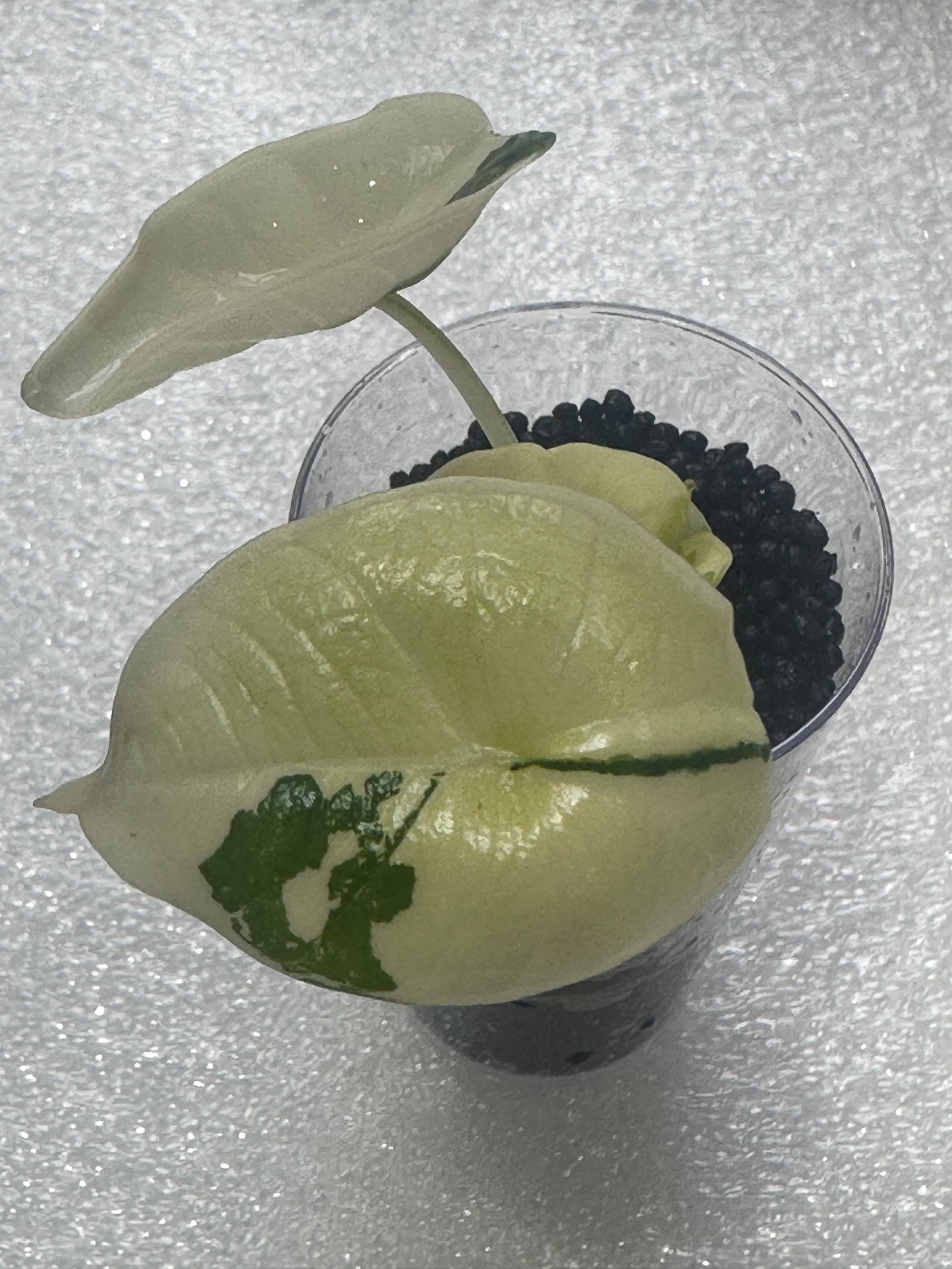 Alocasia Bisma Platinum Albo Variegated