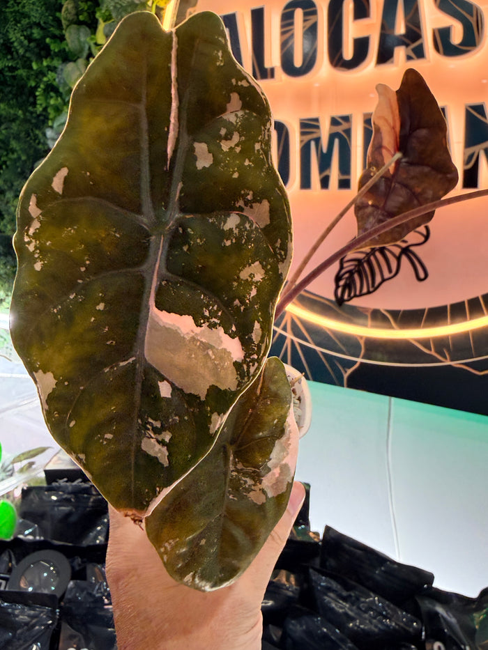 ALOCASIA CHANTRIERI PINK VARIEGATED