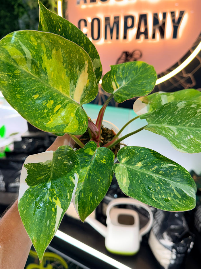 PHILODENDRON 'WHITE PRINCESS' GALAXY TRI-COLOUR VARIEGATED