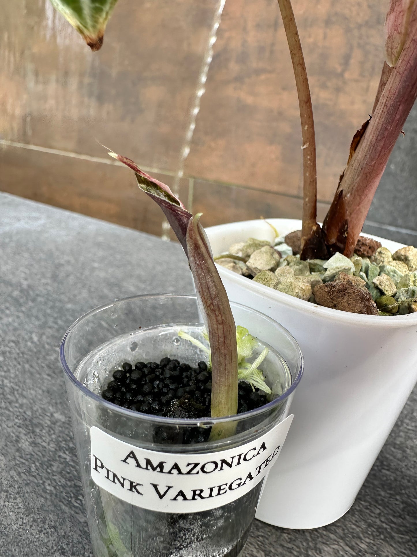 Alocasia Amazonica Pink Variegated