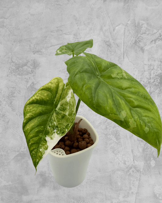 Fornicata Albo - The Alocasia Company