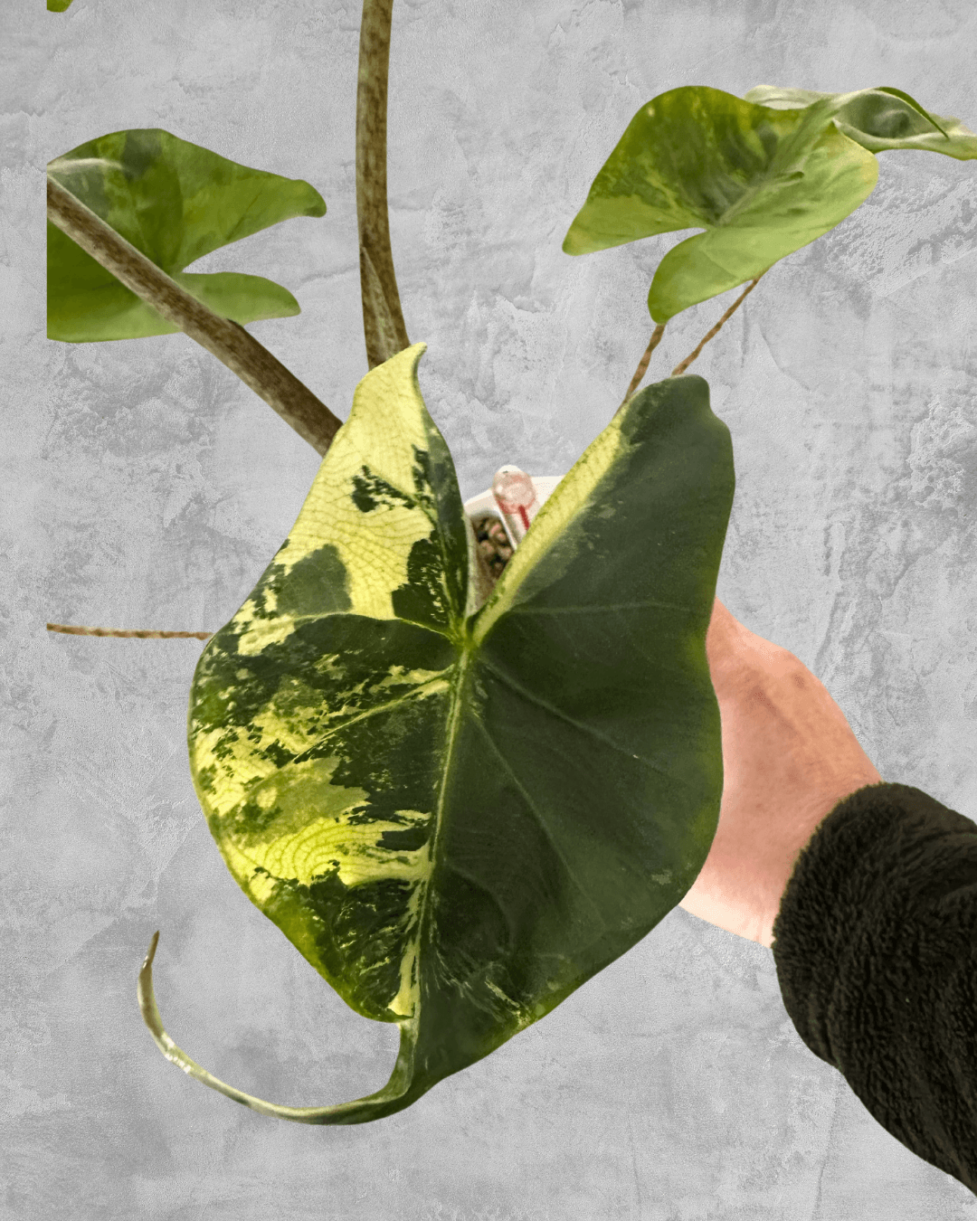 Rare Alocasia Stingray Aurea – Variegated Indoor Plant – The Alocasia  Company
