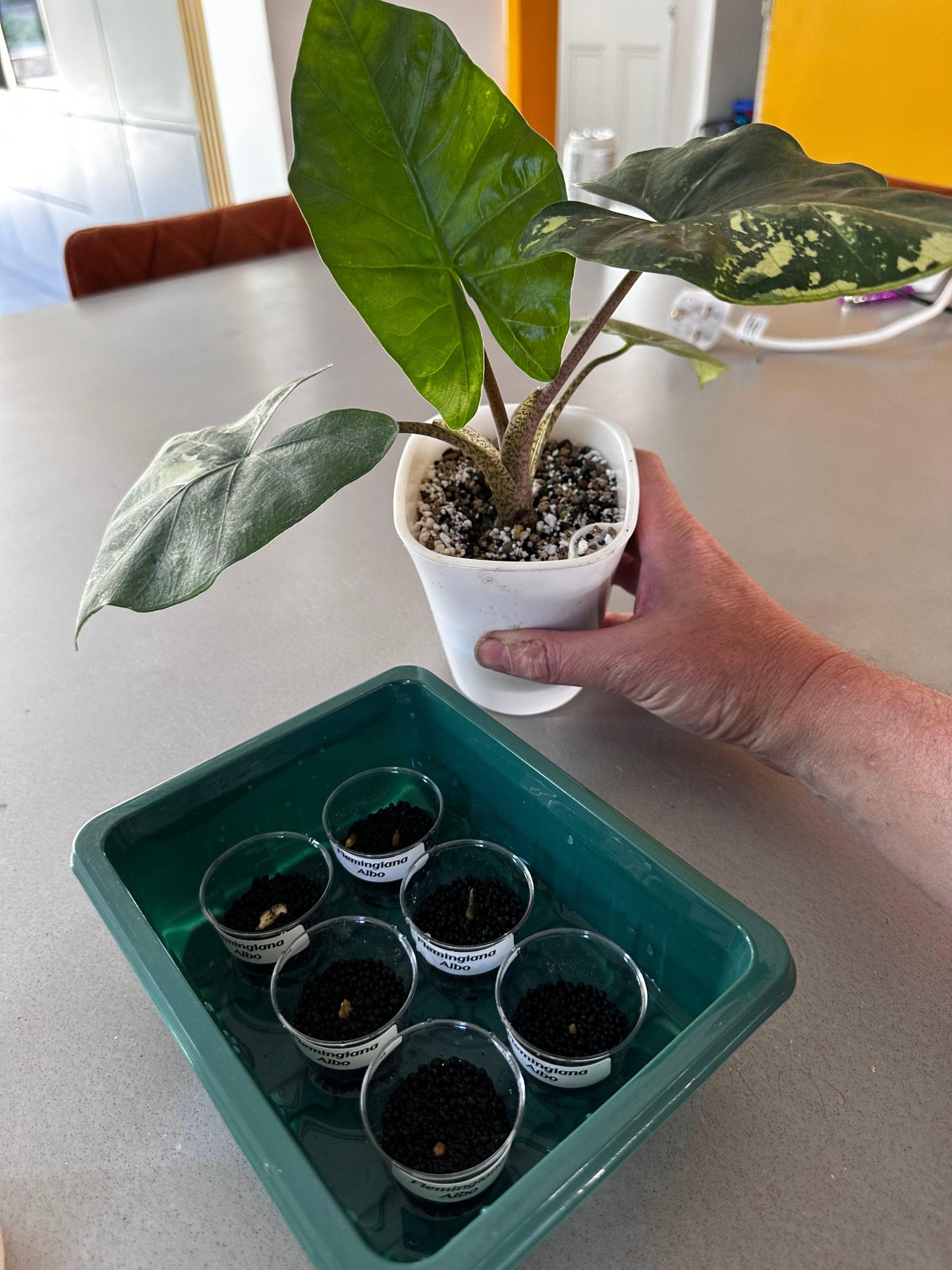 Flemingiana Albo - The Alocasia Company