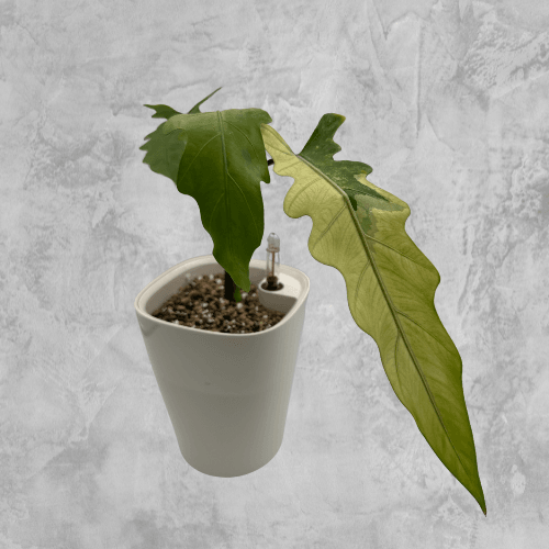 Lauterbachiana Albo - The Alocasia Company