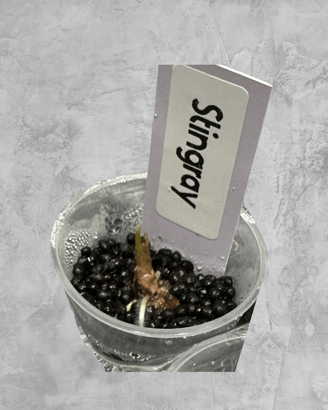 Stingray Aurea - The Alocasia Company