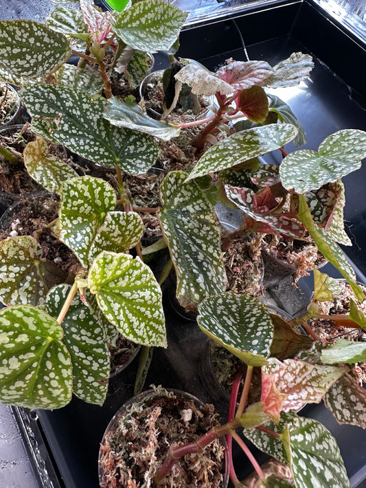 Begonia Snowcap Variegated Pink