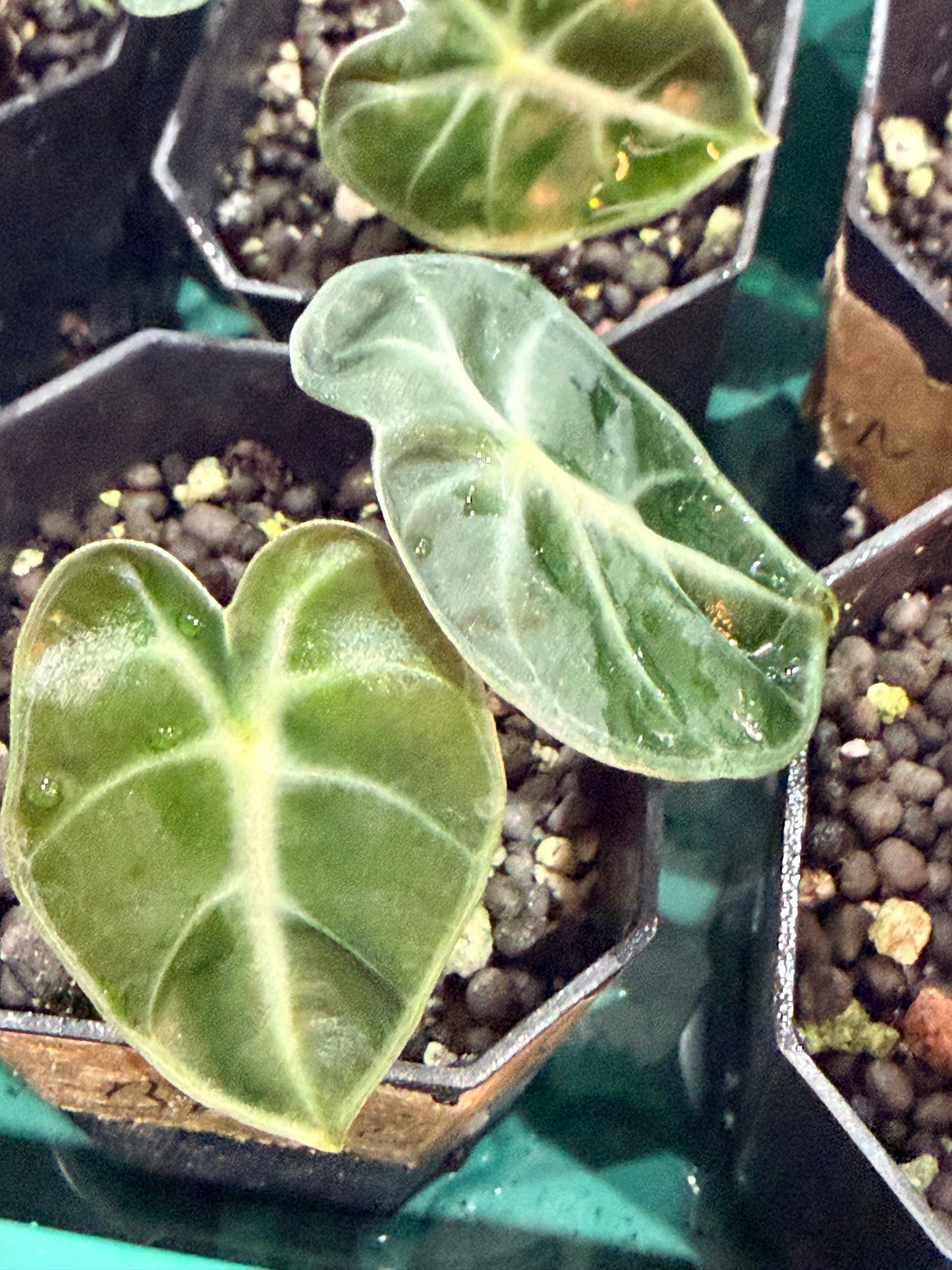 Alocasia Ballon Heart Pink