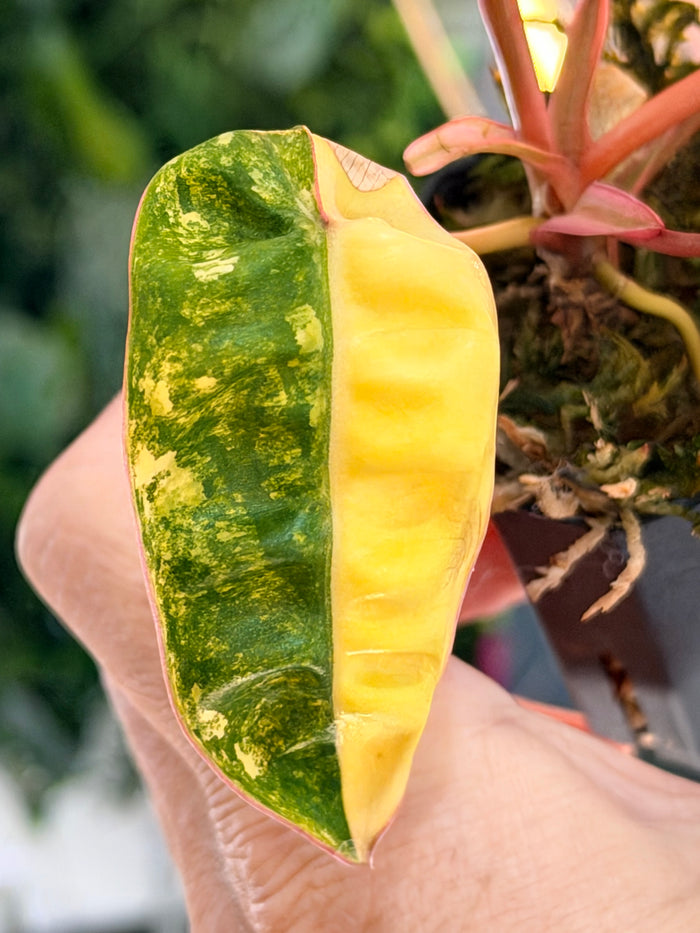 PHILODENDRON BILLIETIAE AUREA VARIEGATED