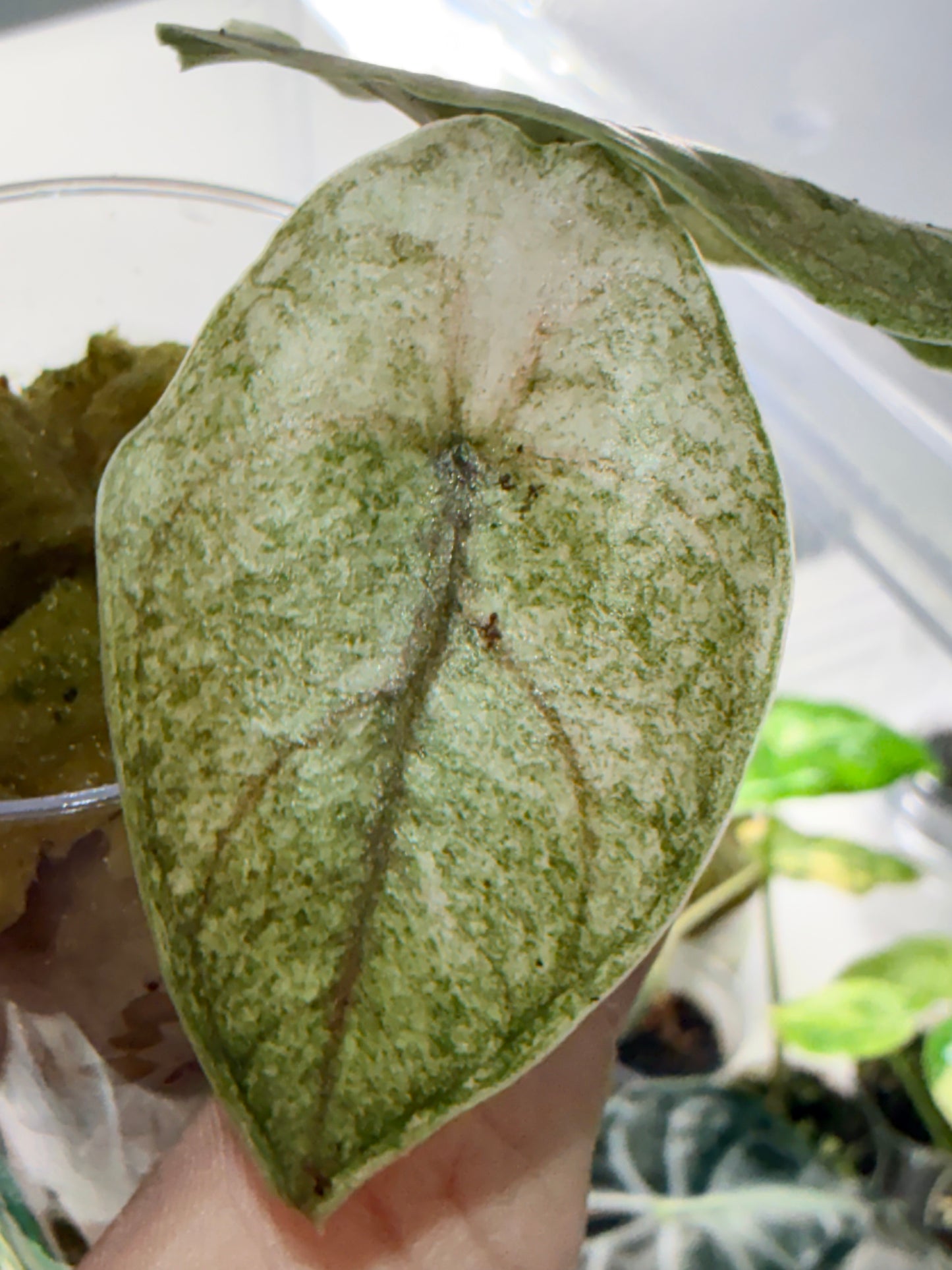 Alocasia Azlanii Albo Pink Variegated