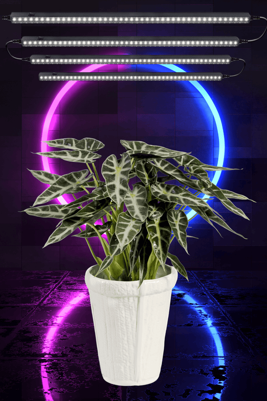 Barrina T5 Magnetic LED Grow Light 5000k Plant Lamp - The Alocasia Company